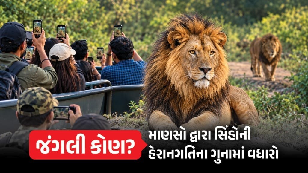 ગીરના સિંહો પર રીલ બનાવવાની ઘેલછા: 4 મહિનામાં 75 ગુના, રૂ. 13.30 લાખથી વધુ દંડ