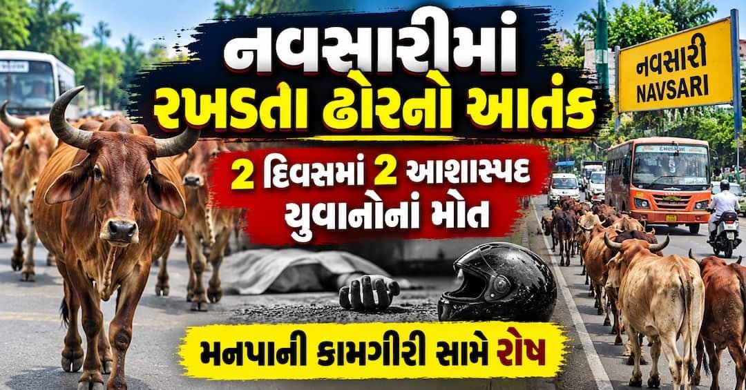 નવસારીમાં રખડતા ઢોરનો ત્રાસ: 2 દિવસમાં 2 યુવાનોના મોત, મનપાની કામગીરી પર સવાલ