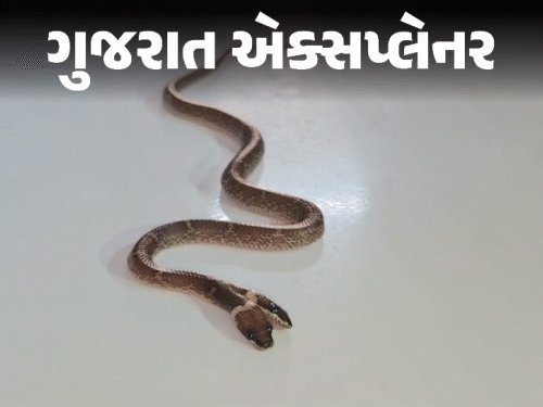 દાહોદમાં બે મોઢાંવાળો સાપ મળ્યો, કચ્છમાં 154 વર્ષે દેખાયો દુર્લભ સાપ