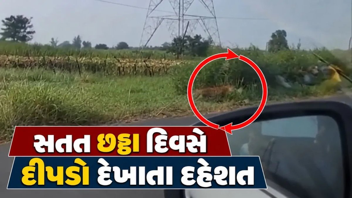 નવસારીના સરેયા ગામે છઠ્ઠા દિવસે પણ દીપડો દેખાયો, વન વિભાગે પાંજરા ગોઠવ્યા