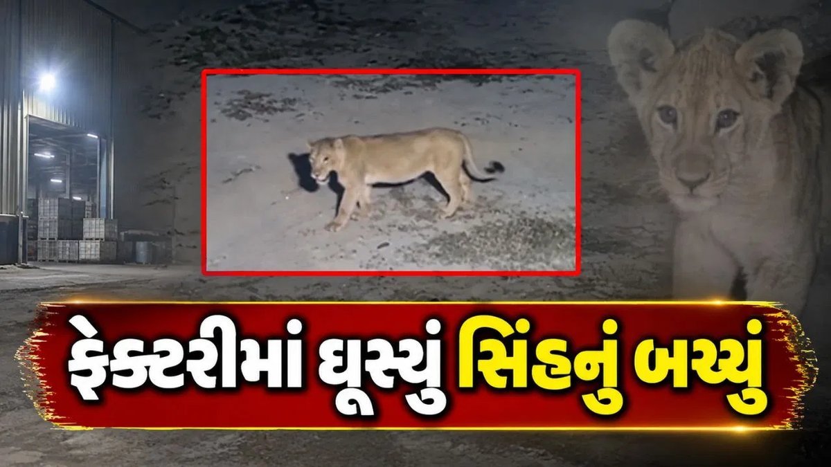 જૂનાગઢની સિમેન્ટ ફેક્ટરીમાં સિંહના બચ્ચાનું CCTV ફૂટેજ વાયરલ