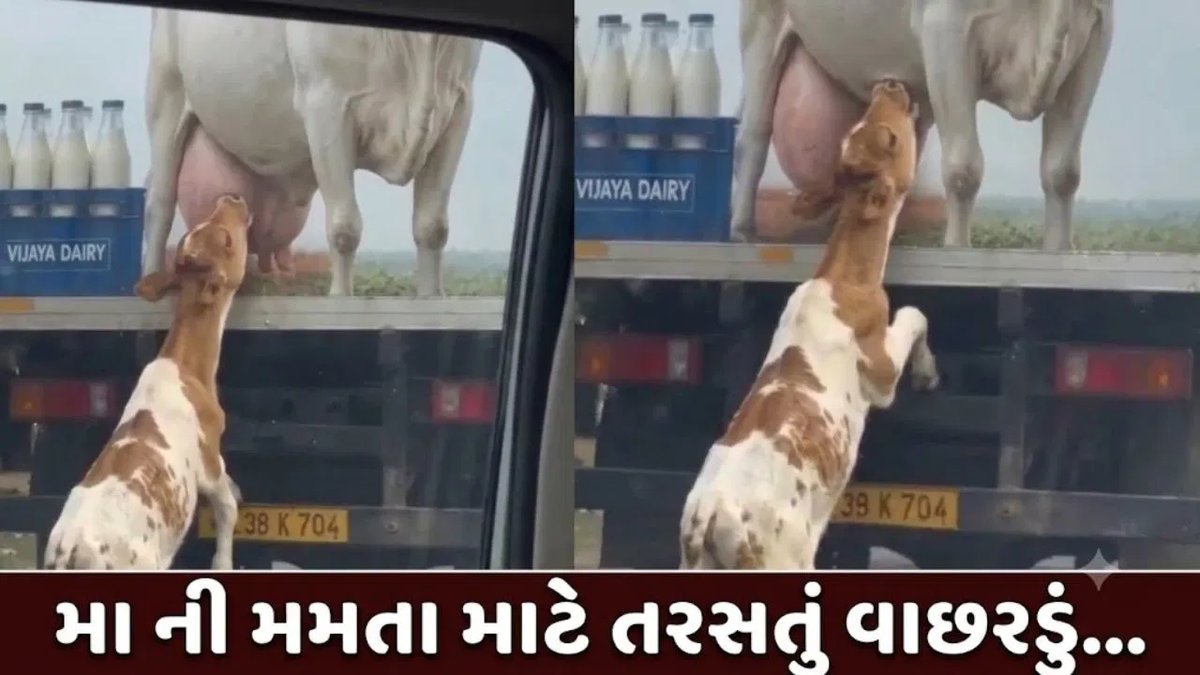 વાછરડું દૂધના ટ્રક પરની ગાયની તસવીરને માતા સમજી દોડ્યું, વીડિયો વાયરલ