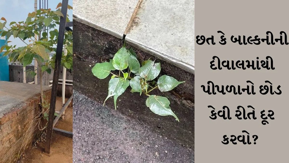 છત કે દીવાલની તિરાડમાંથી પીપળાનો છોડ કાયમી ધોરણે કેવી રીતે દૂર કરવો? આ કુદરતી ઉપાય છે અસરકારક