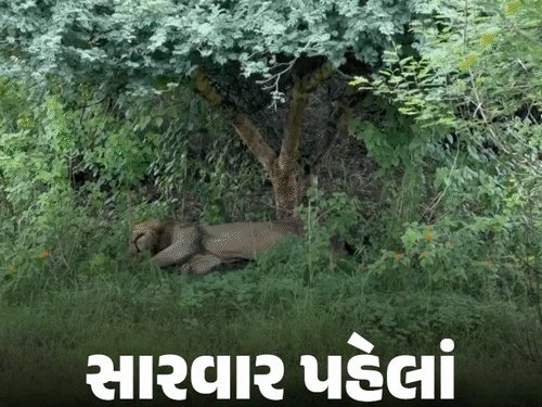 અમરેલીમાં ઈન્ફાઈટમાં ઘાયલ સિંહનું જોખમી રેસ્ક્યૂ: 20 કર્મચારીઓએ ખેંચ્યું પાંજરું