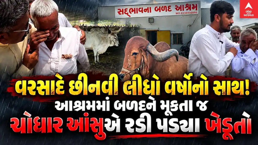 રાજકોટના સદ્ભાવના બળદ આશ્રમમાં ખેડૂતોના બળદ છોડવાની મજબૂરી, આંખોમાં આંસુ