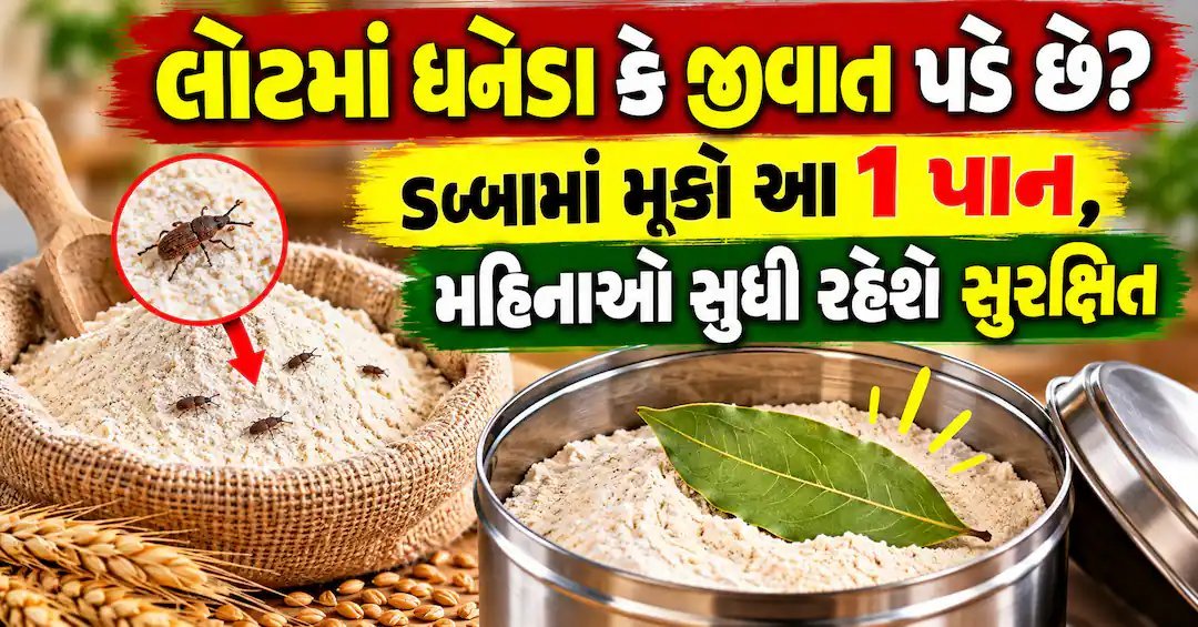 લોટમાં ધનેડાં નહીં પડવા દેવા તમાલપત્રનો ઉપયોગ કરો, મહિનાઓ સુધી લોટ સુરક્ષિત રહેશે